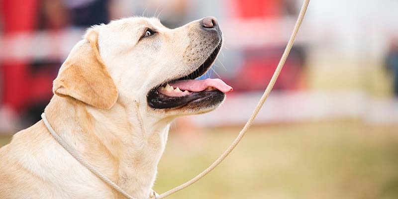 Barking Mad Dog Show