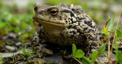 Volunteers needed to save toads in Winscombe, Webbington & Priddy