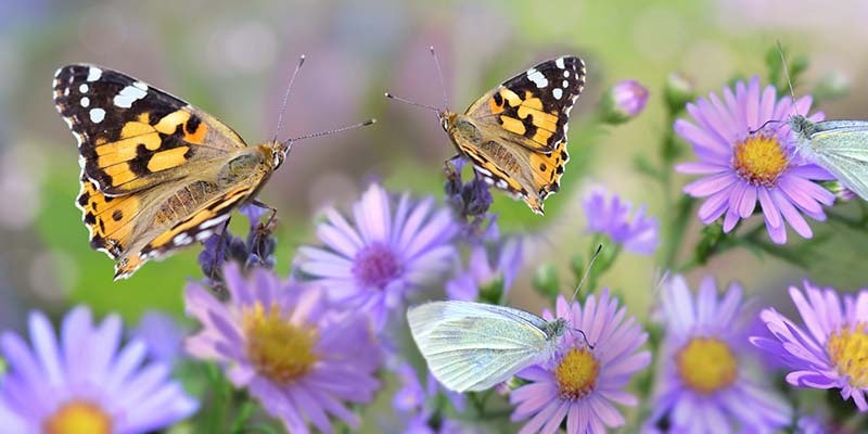 Open Wildlife Friendly Garden and Art Display