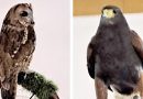 Come and meet the Birds of Prey @ the WI