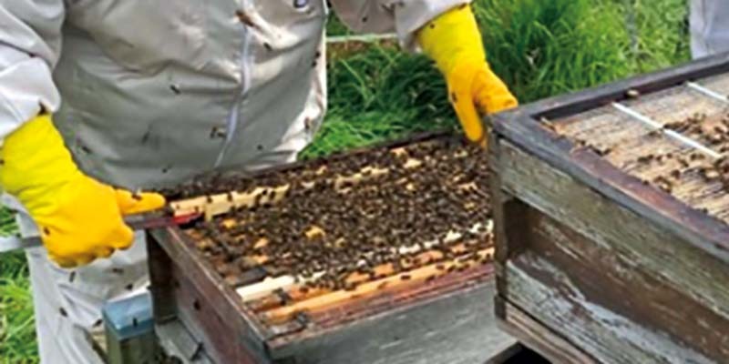 Beginners Beekeepers Course ready for spring of 2025